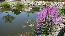 Teich Ortsmitte Fasendorf